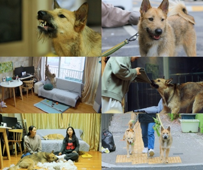 세상에 나쁜 개는 없다 413회 시한폭탄 제프의 위험한 외출