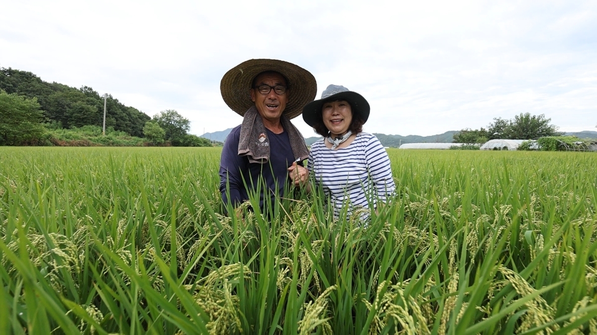 청정 철원평야가 키운 보약 – 농부 부부의 오대쌀 한 상