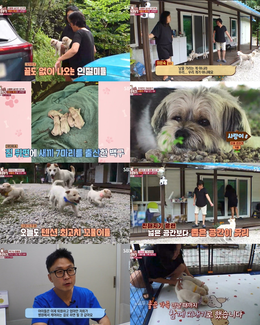 TV 동물농장 1288회 백구가 맡긴 6둥이 공동육아